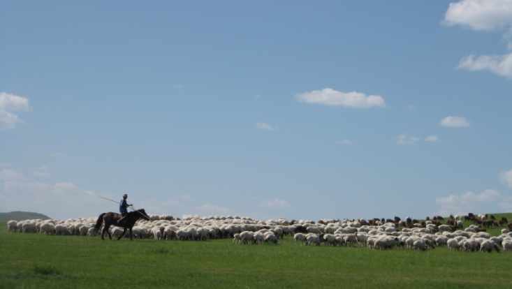 Landschaftsaufnahme aus der Mongolei Schafherde und Schafhirte zu Pferd